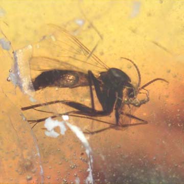 Rare Gnat Bug Fighting Fungus Gnat In Dominican Amber