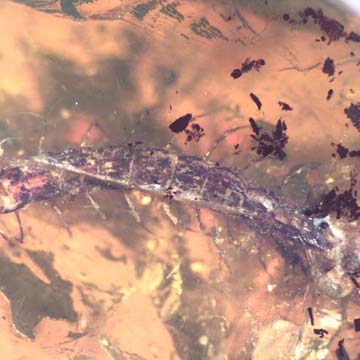 Rare Huge Centipede In Dominican Amber Rare Huge Centipede In Dominican Amber