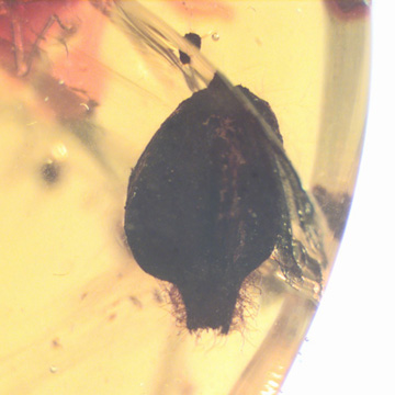 Rare Huge Flower Bud In Dominican Amber Rare Huge Flower Bud In Dominican Amber