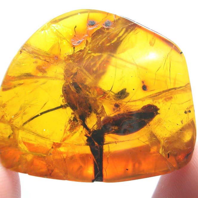 Rare Huge Unusual Flower In Dominican Amber