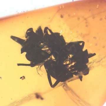 Rare Huge Worker Ant Fighting In Dominican Amber Rare Huge Worker Ant Fighting In Dominican Amber