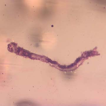 Rare Inchworm And Seven Dark Winged Fungus Gnats In Dominican Amber Rare Inchworm And Seven Dark Winged Fungus Gnats In Dominican Amber