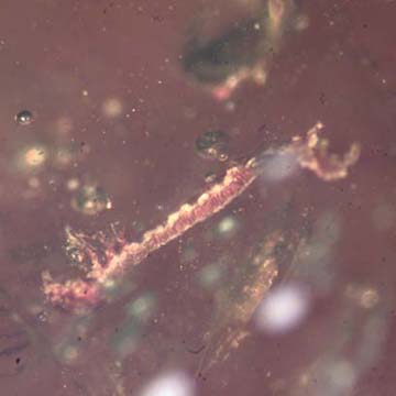 Rare Inchworm, Large Ant, Spider And Millipede In Dominican Amber