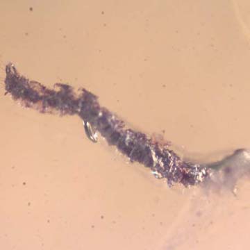 Rare Inchworm, Spider And Stingless Bee In Dominican Amber Rare Inchworm, Spider And Stingless Bee In Dominican Amber