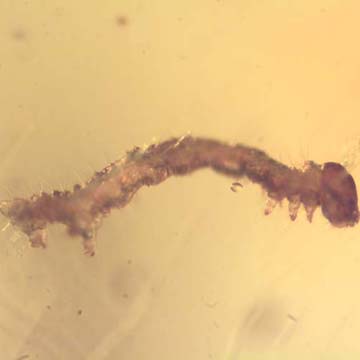 Rare Inchworm,  Scelionid Wasp And Gall Midge In Dominican Amber