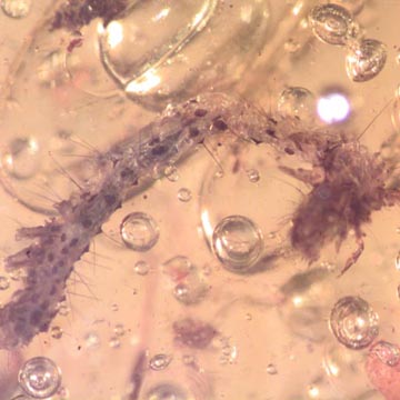 Rare Inchworm And Worker Ant With Droplets In Dominican Amber Rare Inchworm And Worker Ant With Droplets In Dominican Amber