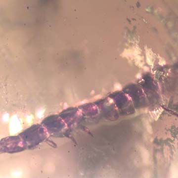 Rare Inchworm And Bark Beetle In Dominican Amber Rare Inchworm And Bark Beetle In Dominican Amber