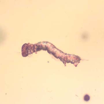 Rare Inchworm In Dominican Amber Rare Inchworm In Dominican Amber
