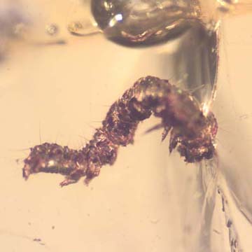 Rare Inchworm In Dominican Amber Rare Inchworm In Dominican Amber