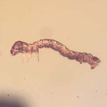 Rare Inchworm In Dominican Amber Rare Inchworm In Dominican Amber