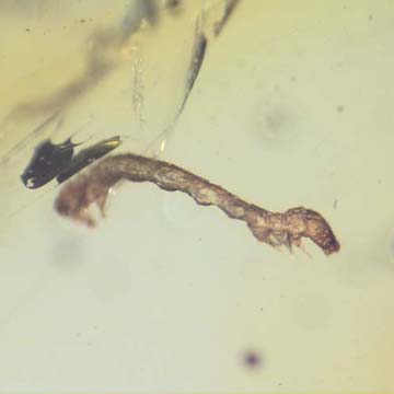 Rare Inchworm In Dominican Amber Rare Inchworm In Dominican Amber