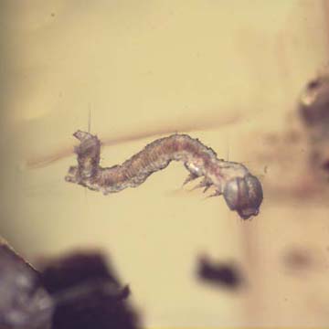 Rare Inchworm In Dominican Amber Rare Inchworm In Dominican Amber