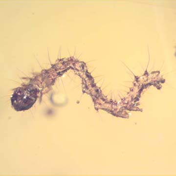 Rare Inchworm In Dominican Amber Rare Inchworm In Dominican Amber