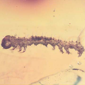 Rare Inchworm In Dominican Amber Rare Inchworm In Dominican Amber