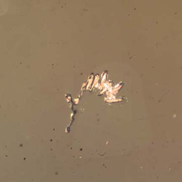 Rare Twelve Eggs And Biting Midge In Dominican Amber Rare Twelve Eggs And Biting Midge In Dominican Amber
