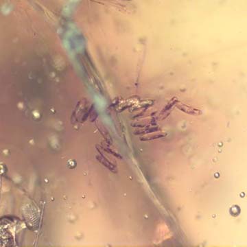 Rare Sixteen Eggs In Dominican Amber Rare Sixteen Eggs In Dominican Amber