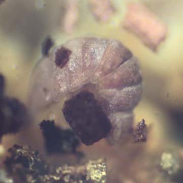 Rare Two Isopods In Dominican Amber Rare Two Isopods In Dominican Amber