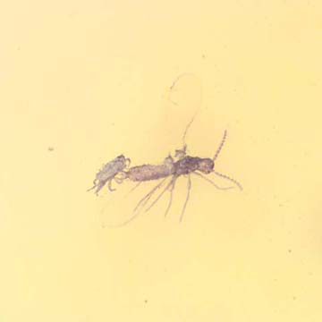 Rare Two Mites Riding On Host In Dominican Amber Rare Two Mites Riding On Host In Dominican Amber