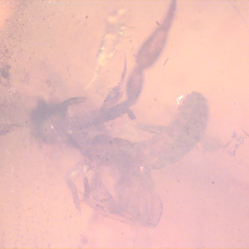Rare Two Pseudoscorpions In Dominican Amber Rare Two Pseudoscorpions In Dominican Amber