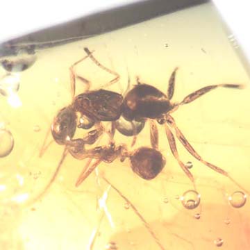 Rare Two Worker Ant Kissing In Dominican Amber Rare Two Worker Ant Kissing In Dominican Amber