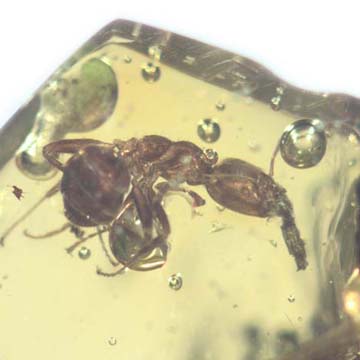 Rare Two Worker Ant That Has Something On Its Mouth In Dominican Amber Rare Two Worker Ant That Has Something On Its Mouth In Dominican Amber