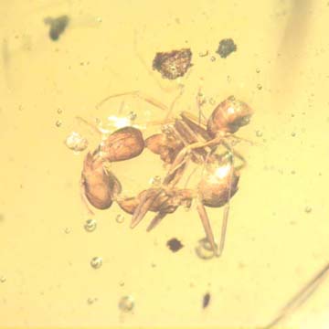 Rare Two Worker Ants Biting Each Other In Dominican Amber Rare Two Worker Ants Biting Each Other In Dominican Amber