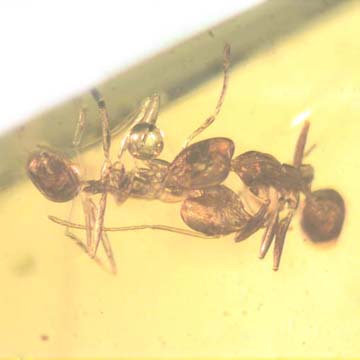 Rare Two Worker Ants Biting Each Other In Dominican Amber Rare Two Worker Ants Biting Each Other In Dominican Amber