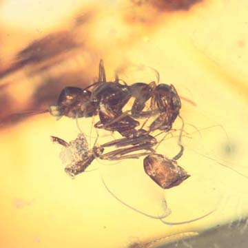 Rare Two Worker Ants Fighting In Dominican Amber