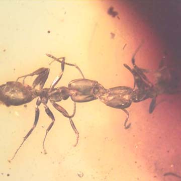 Rare Two Worker Ants Kissing And Two Worker Ants In Dominican Amber Rare Two Worker Ants Kissing And Two Worker Ants In Dominican Amber