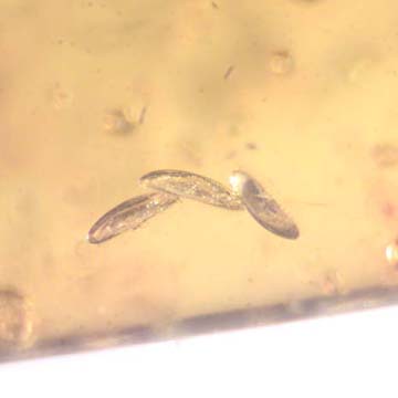 Rare Three Eggs And Scuttle Fly In Dominican Amber Rare Three Eggs And Scuttle Fly In Dominican Amber