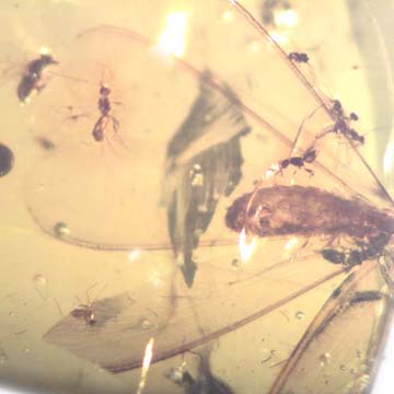 Rare Three Gall Midges Clinging On Wings Of Winged Termite And Beetle In Dominican Amber Rare Three Gall Midges Clinging On Wings Of Winged Termite And Beetle In Dominican Amber