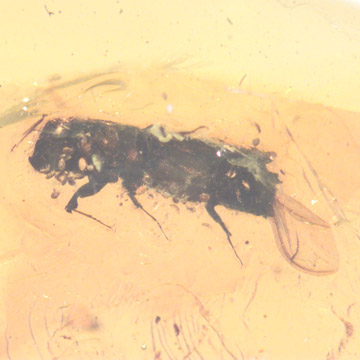 Rare Thirty Six Mites Clinging On Bark Beetle In Dominican Amber Rare Thirty Six Mites Clinging On Bark Beetle In Dominican Amber