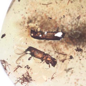 Rare Four Beetle, Fungus Gnat, Bark Beetle And Nice Bubble Formation In Dominican Amber Rare Four Beetle, Fungus Gnat, Bark Beetle And Nice Bubble Formation In Dominican Amber