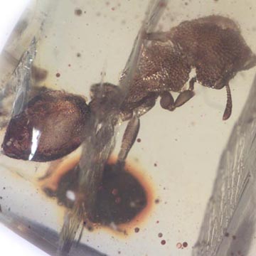 Rare Four Square Headed Ant In Dominican Amber Rare Four Square Headed Ant In Dominican Amber