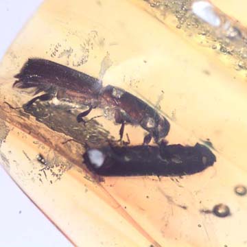 Rare Four Tiny Mites Below The Bark Beetle In Dominican Amber Rare Four Tiny Mites Below The Bark Beetle In Dominican Amber