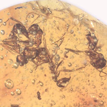 Rare 4 Worker Ants Fighting In Dominican Amber Rare 4 Worker Ants Fighting In Dominican Amber
