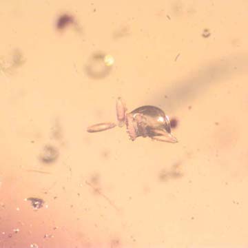 Rare Five Eggs, Scelionid Wasp, Worker Ant And Sand Fly In Dominican Amber Rare Five Eggs, Scelionid Wasp, Worker Ant And Sand Fly In Dominican Amber