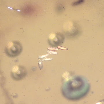 Common Six Eggs In Dominican Amber Common Six Eggs In Dominican Amber