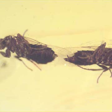 Rare Almost Mating Black Scavenger Fly In Dominican Amber Rare Almost Mating Black Scavenger Fly In Dominican Amber