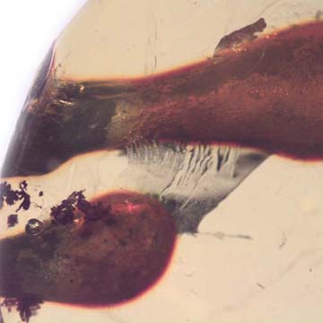 Rare Amber Globule In Dominican Amber Rare Amber Inside Amber In Dominican Amber