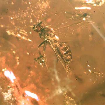 Rare Ant Carrying Something In Dominican Amber Rare Ant Carrying Something In Dominican Amber
