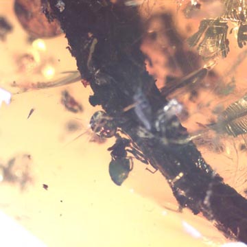Rare Ant On Stick Climbing On A Branch In Dominican Amber Rare Ant On Stick Climbing On A Branch In Dominican Amber