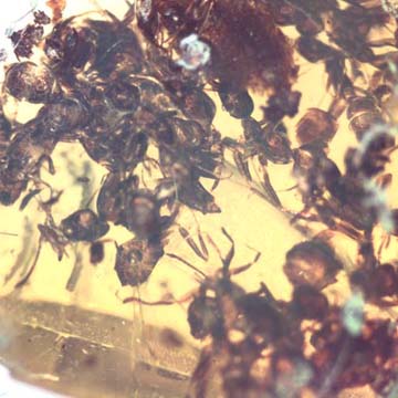 Rare Ant Swarm In Dominican Amber Rare Ant Swarm In Dominican Amber