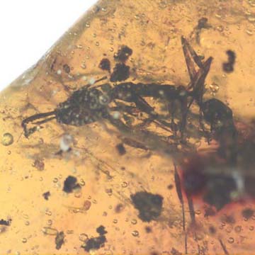 Rare Ant With Huge Mandibles In Dominican Amber Rare Ant With Huge Mandibles In Dominican Amber