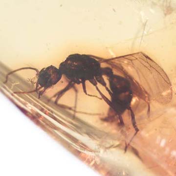 Rare Ant With Huge Mandibles In Dominican Amber