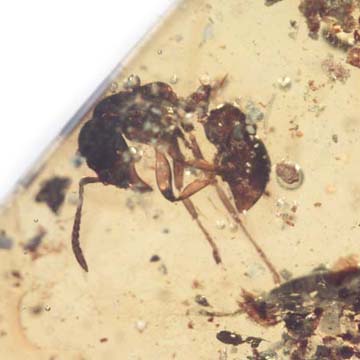 Rare Ant With Huge Mandibles In Dominican Amber Rare Ant With Huge Mandibles In Dominican Amber