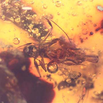 Rare Ant With Huge Mandibles In Dominican Amber Rare Ant With Huge Mandibles In Dominican Amber