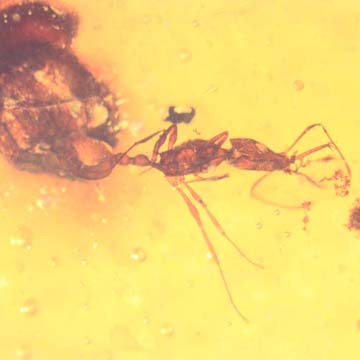 Rare Ant With Huge Mandibles In Dominican Amber Rare Ant With Huge Mandibles In Dominican Amber