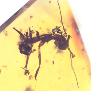 Rare Ant With Huge Mandibles In Dominican Amber Rare Ant With Huge Mandibles In Dominican Amber