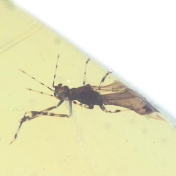 Common Assassin Bug In Dominican Amber Common Assassin Bug In Dominican Amber